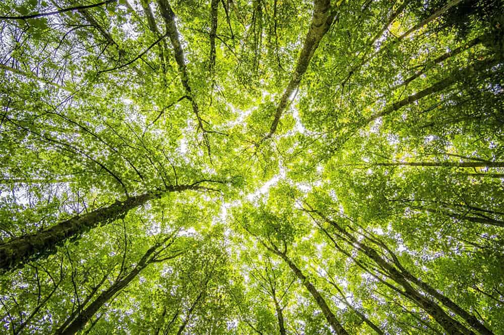 FSC and PEFC chain of custody certification